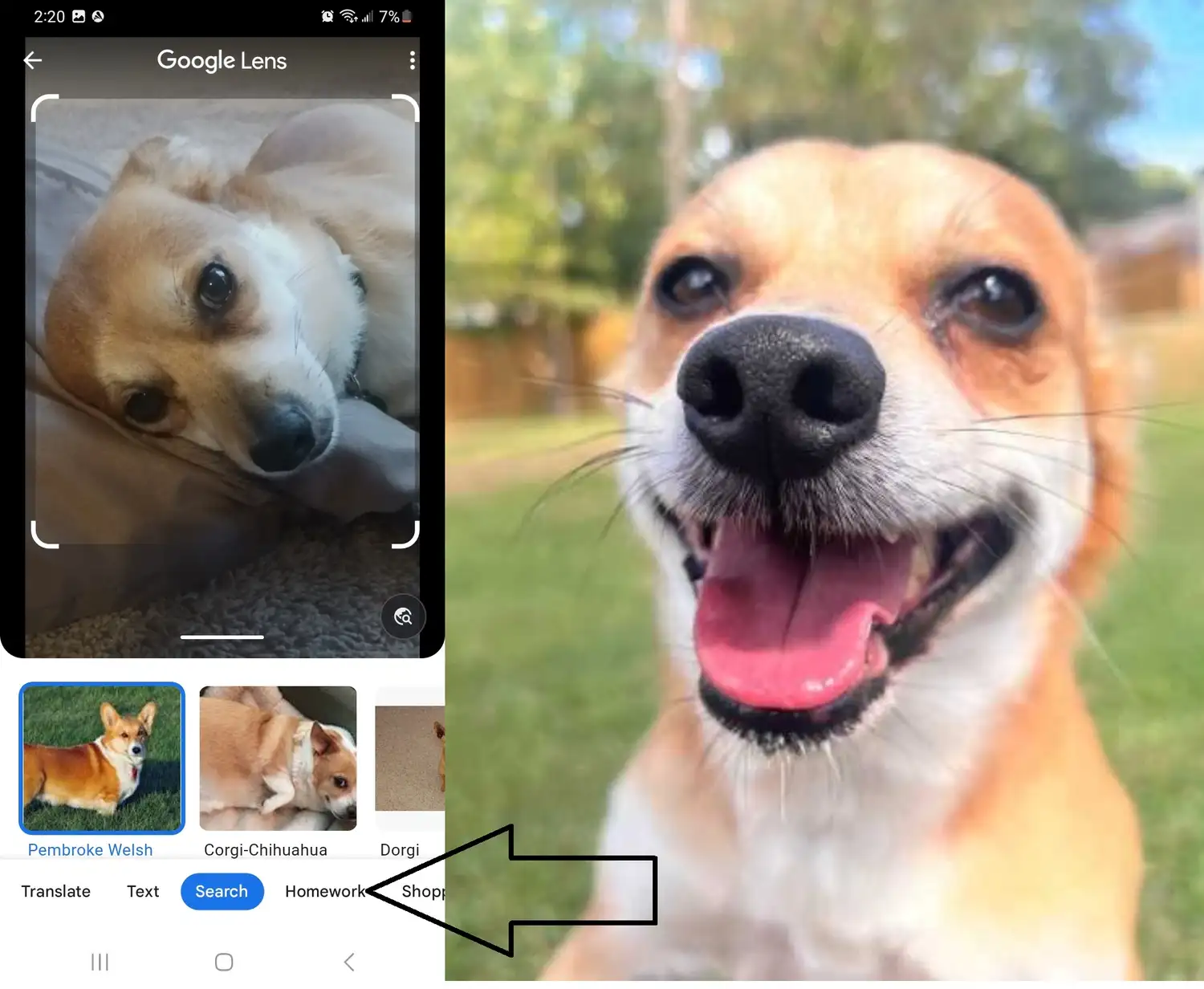 google lens what dog breed image